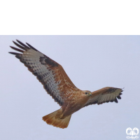 گونه سارگپه پا بلند Long-legged Buzzard